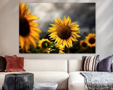 Zonnebloemen