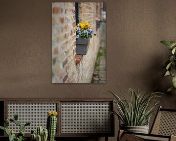 Pensées en fleurs à Bruges sur Heiko Kueverling
