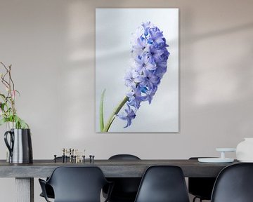 Hyacinth met waterdruppels von Deborah Peerdeman