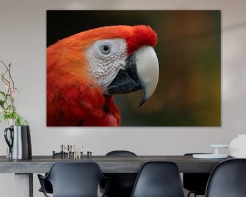 Ara van Anja Wessels Fotografie