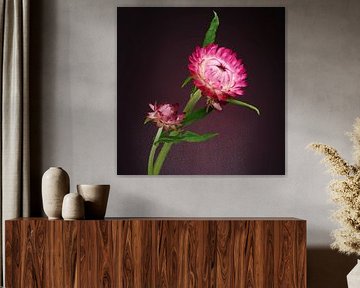 Fleur de paille rose