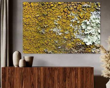 La mousse jaune et blanche sur le bois.