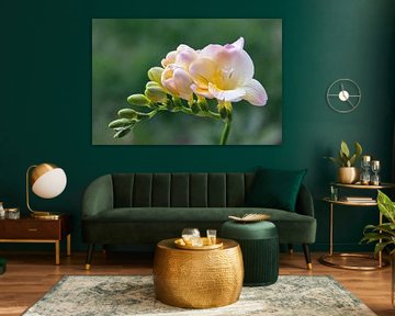 Freesia