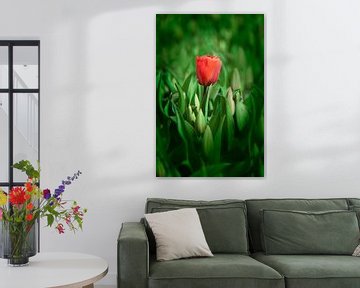 Rode Tulp von Alex Hiemstra