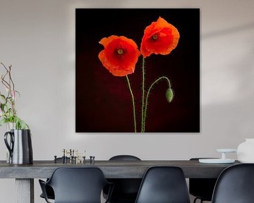 Coquelicots