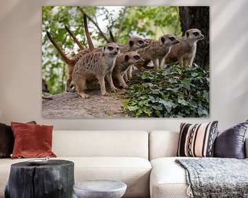 Group of meerkats