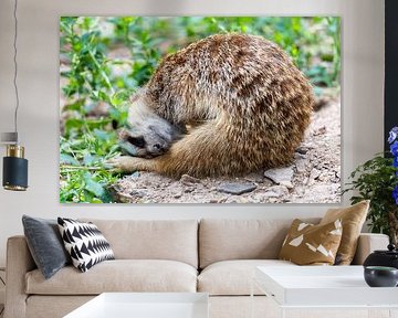 Resting meerkat