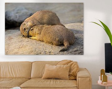 Together two prairie dogs