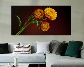 Yellow Straw Flowers by Ben Winckelmans