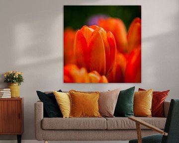 Tulp 1 sur Arjan Benders