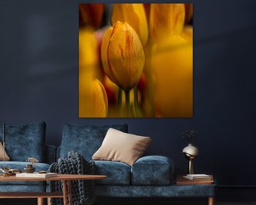 tulp 3 van Arjan Benders