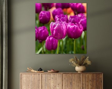 Tulp 5 van Arjan Benders