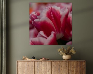 tulp 7 van Arjan Benders