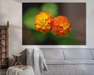 Bloempjes van Oranje van PhotoManiX Digital Photography