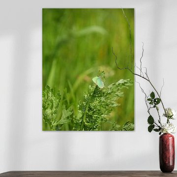 Green butterfly in green landscape