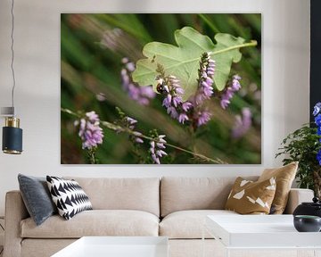 Ladybird in heather by SiS4you