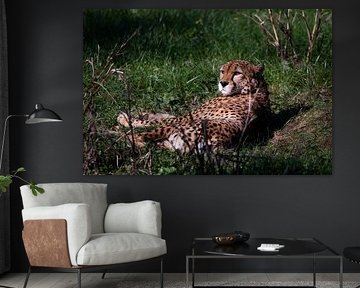 Gepard