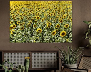 De zonnebloemen van Jan Van Bizar