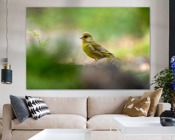 Greenfinch in green. by Hendry van Wendel
