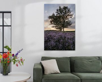 Berk op bloeiende heide van Cor de Hamer