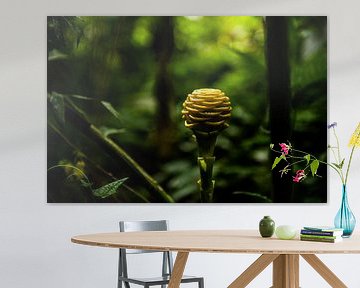 Costa Rica, Blume von Sander Verhoeven
