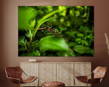 Costa Rica von Sander Verhoeven