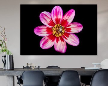 Roze pracht
