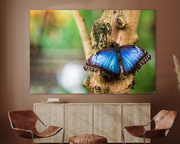 Magnifique Morpho bleu sur Dennis Venema
