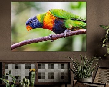 A Lori of the blue mountains by Dennis Venema