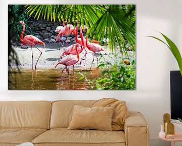 Tropical Flamingo's by Dennis Venema