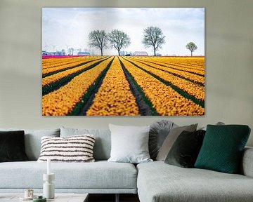 Yellow tulips in Dutch landscape by Dennis Venema