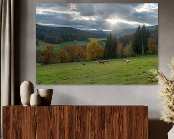 cows in the meadow