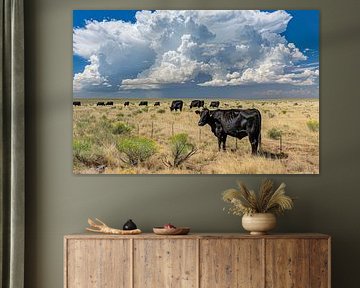 cows in the meadow