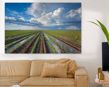Wiese mit dramatischer Wolkenlandschaft