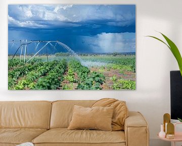 Wiese mit dramatischer Wolkenlandschaft