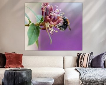 busy bee on honeysuckle flower by Marika Rentier