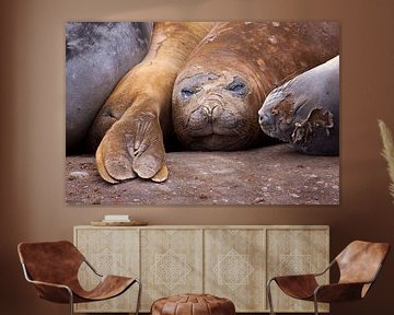 elephantseal by Anna Pors