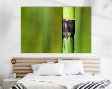 Japanese cave pipe, a marsh plant similar to bemboo by Gea van der Veen-Smedeman