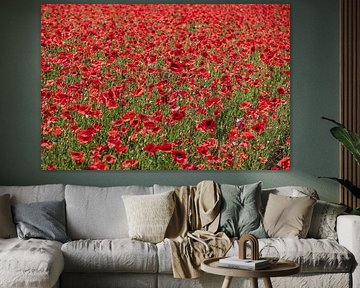Champ de coquelicots
