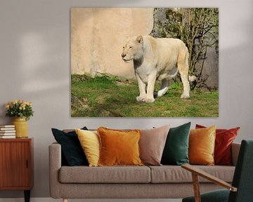 White lioness .