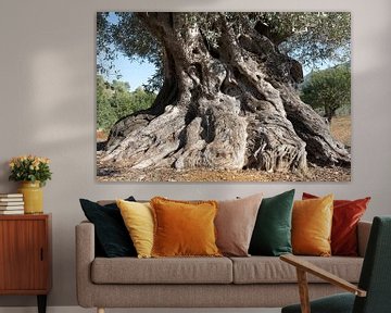 Alter spanischer Olivenbaum von Peter Schütte
