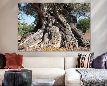 Oude Spaanse olijfboom van Peter Schütte