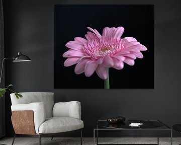 Gerbera