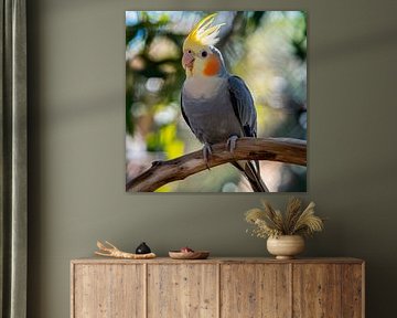 Süßer Nymphensittich auf Ast von Poster Art Shop