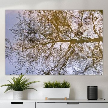 Reflection of a tree