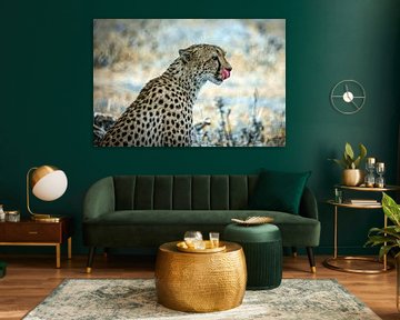Cheeta, licking his nose by Arjan Warmerdam