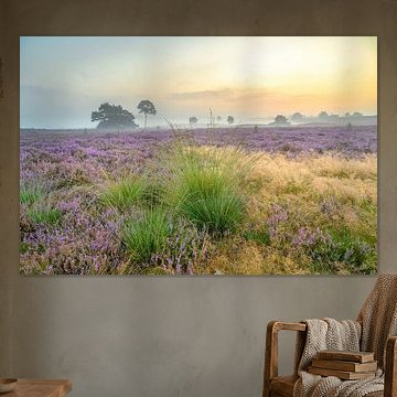 Sonnenaufgang über einer Heidelandschaft auf der Veluwe von Sjoerd van der Wal Fotografie