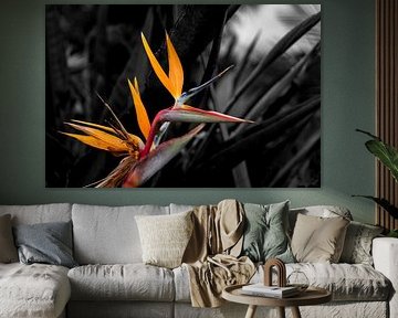 Bird Of Paradise