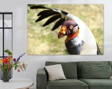 Oiseau coloré