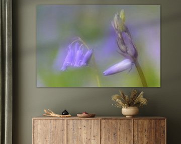 Wilde hyacint sur Margaret van den Berg